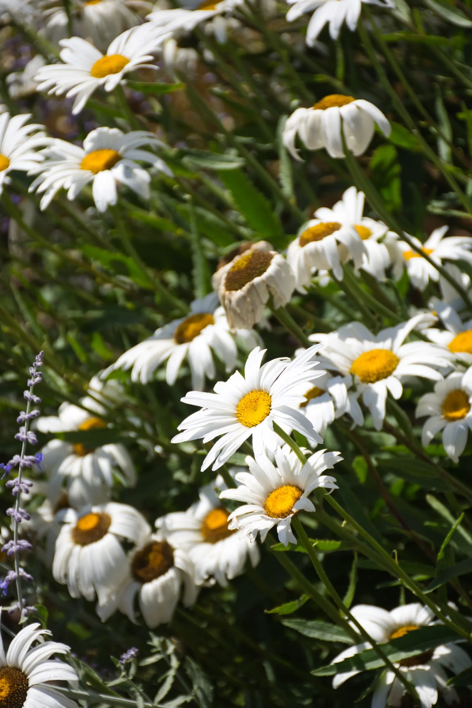 White daisies with yellow centres, close up, among lavender.